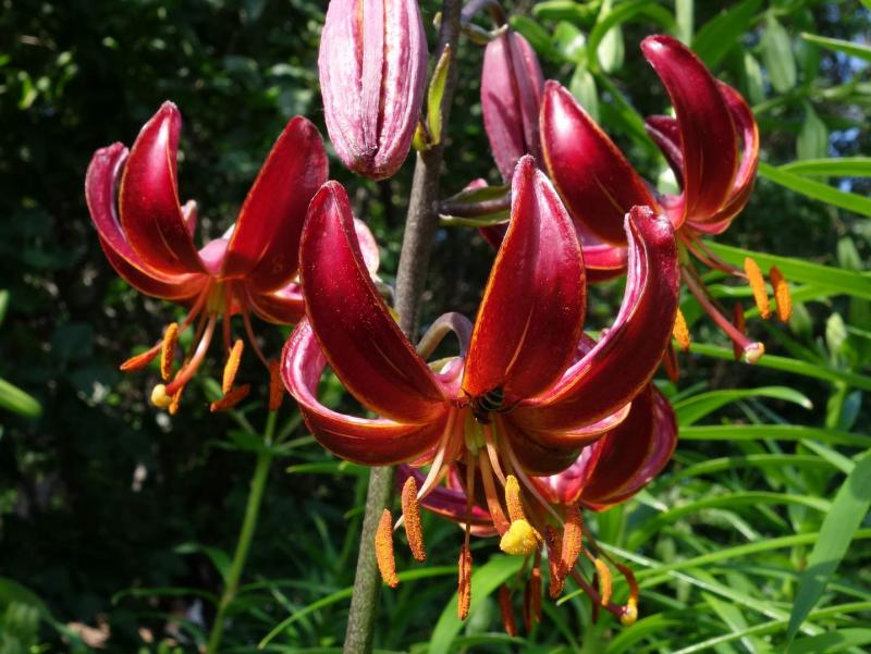 Lilium 2014 North American Rock Garden Society
